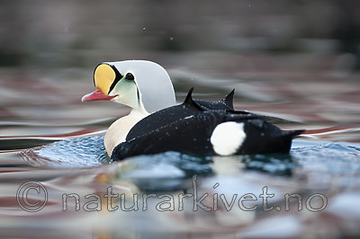 BB 12 0496 / Somateria spectabilis / Praktærfugl